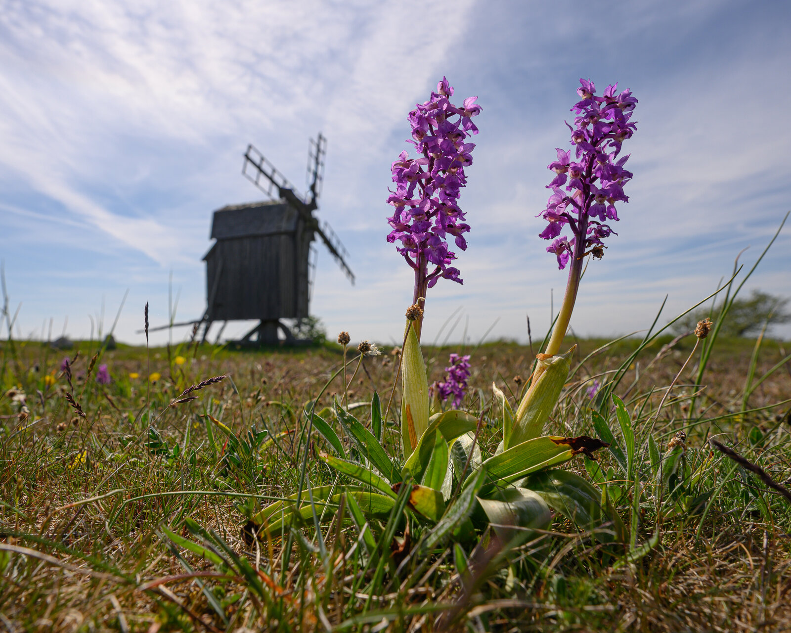 Storczyki i wiatraki na polach Ölandu